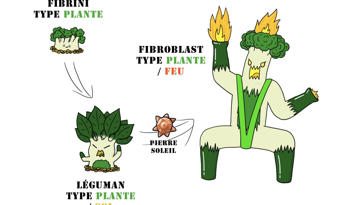 Fibrini-Leguman-et-Fibroblast